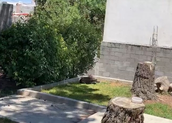 Admiten error en procedimiento en el rescate de Osezno