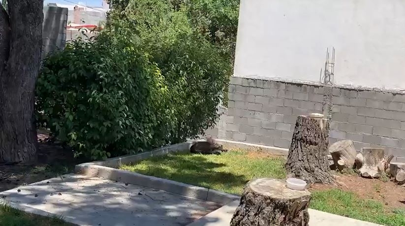 Admiten error en procedimiento en el rescate de Osezno