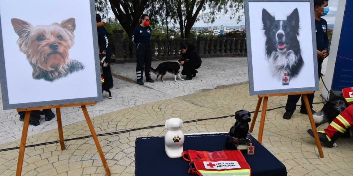 Declaran culpable a hombre que envenenó a Athos y Tango en Querétaro
