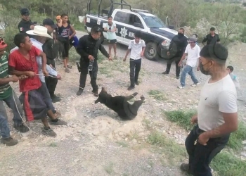 Reprueban maltrato animal en Coahuila