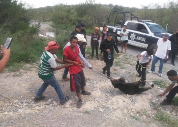 Serán llamados a declarar involucrados de dar muerte a osezno