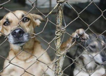 Coahuila registra cerca de 20 carpetas de investigación por maltrato animal