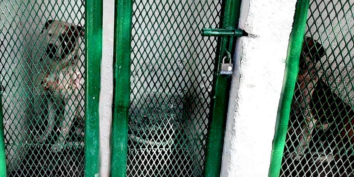 Perros pitbull que mataron a un hombre fueron sacrificados