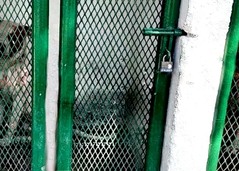 Perros pitbull que mataron a un hombre fueron sacrificados