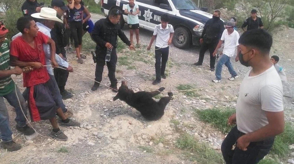 7 imputados por matar osa