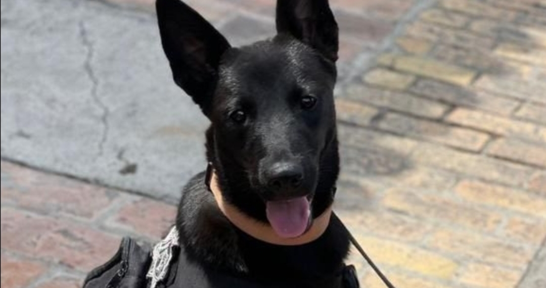 Shelby: de perrita de la calle a elemento del K9