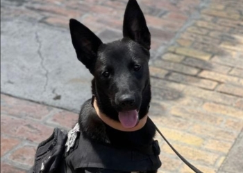 Shelby: de perrita de la calle a elemento del K9