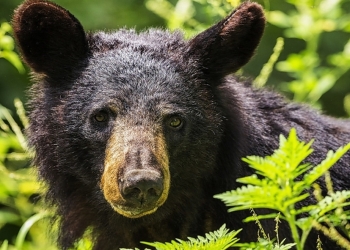 Los osos tendrán una reserva en Arteaga
