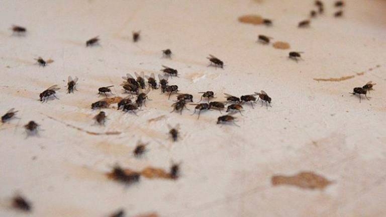 Plaga de moscas en Monclova