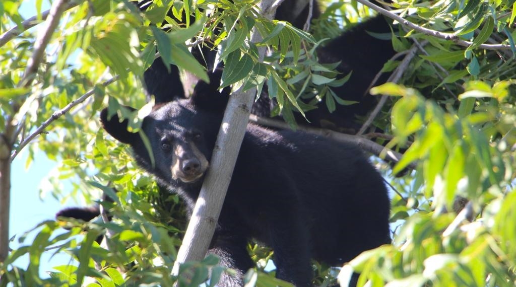 Se han reportado 77 avistamientos de osos en los que va del año