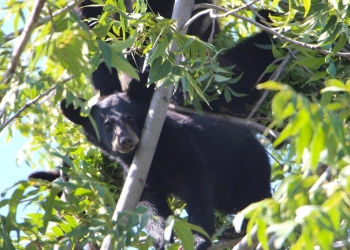 Se han reportado 77 avistamientos de osos en los que va del año