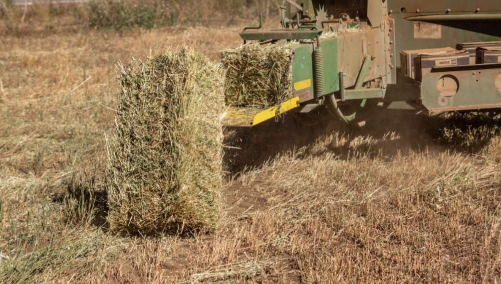 Tiene Arteaga superávit en avena forrajera