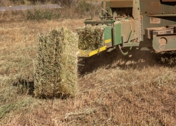 Tiene Arteaga superávit en avena forrajera