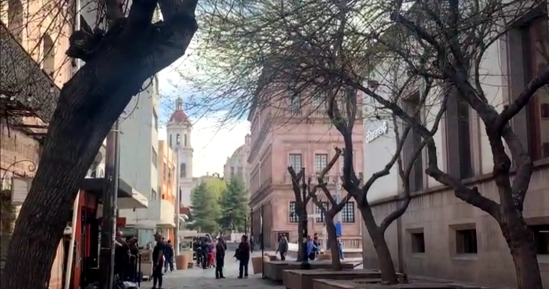 Realiza Municipio manejo especial de árboles