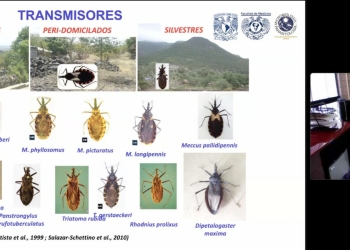 Enfermedad de Chagas afecta 7% de personas que habitan en zonas endémicas