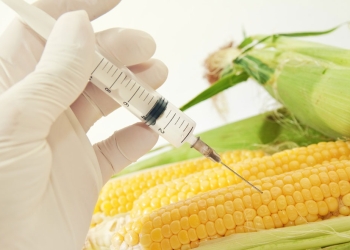 Cofepris y Conacyt colaboran para detectar maíz genéticamente modificado en masa y tortillas