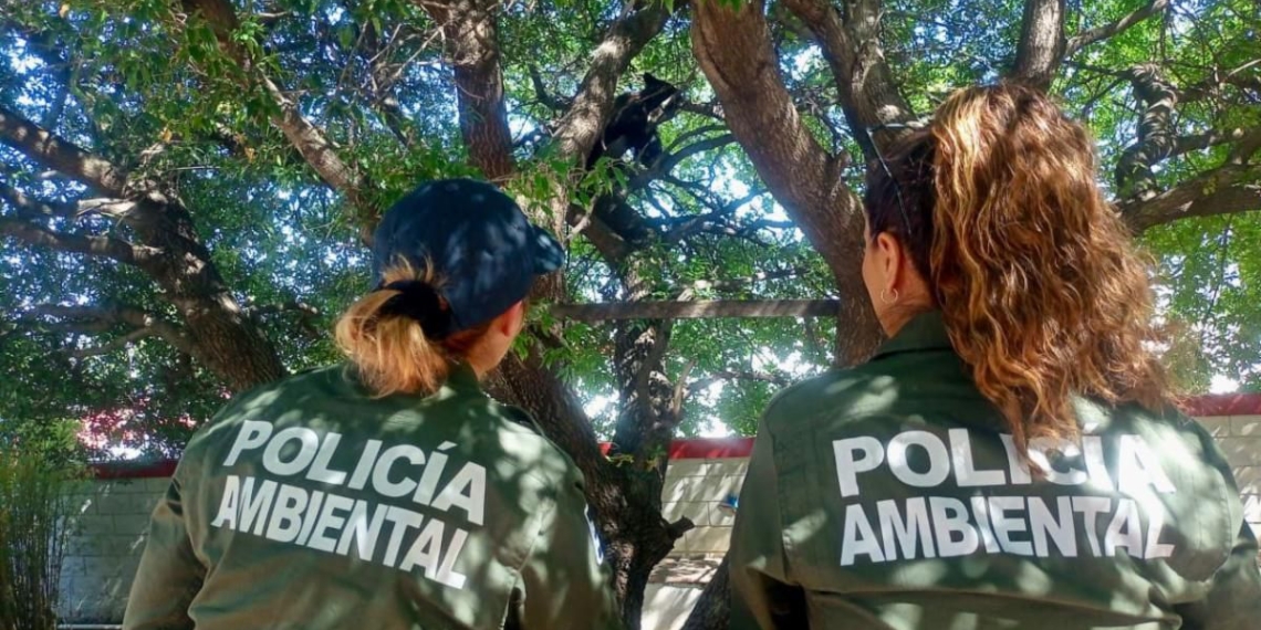 Atienden avistamiento de dos osos negros