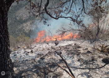 Continúan los trabajos para sofocar incendio forestal