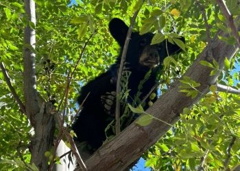Aseguran a pequeño osito