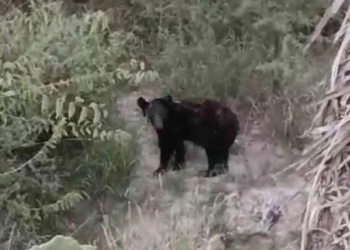 Otro oso en la Ciudad