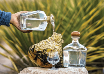Productores de sotol se enfrentan a largas demoras en la obtención de permisos federales