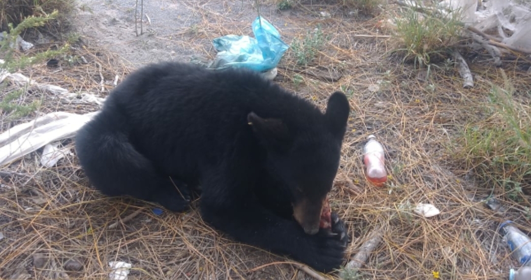 Aseguran a oso que deambulaba en zona urbana