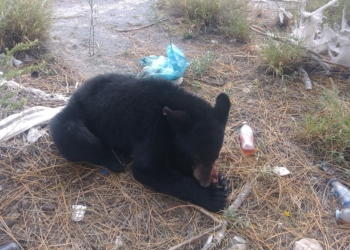Aseguran a oso que deambulaba en zona urbana