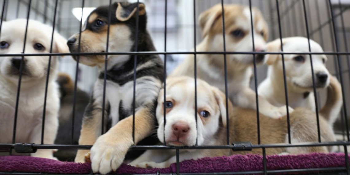 Coahuila prohíbe la venta de mascotas por redes sociales para combatir el maltrato animal