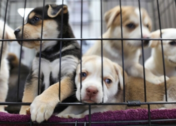 Coahuila prohíbe la venta de mascotas por redes sociales para combatir el maltrato animal