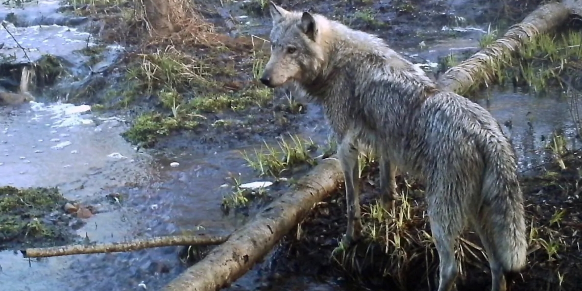 Estudio revela la resistencia genética al cáncer de los lobos de Chernobyl ante la radiación