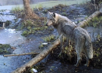 Estudio revela la resistencia genética al cáncer de los lobos de Chernobyl ante la radiación